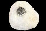 Bargain, Akantharges Mbareki Trilobite - Tinejdad, Morocco #124899-1